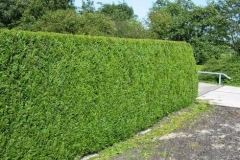 Nice-hedge