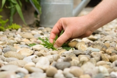 Pulling-Weed-Watercan