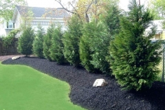 cypress