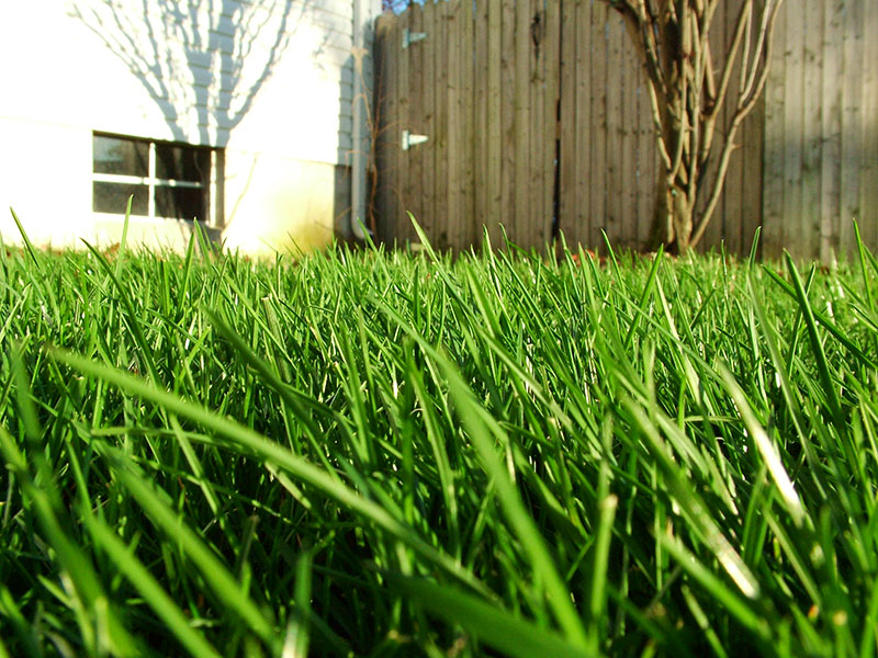 Lawn Care - Grasshoppers Landscaping