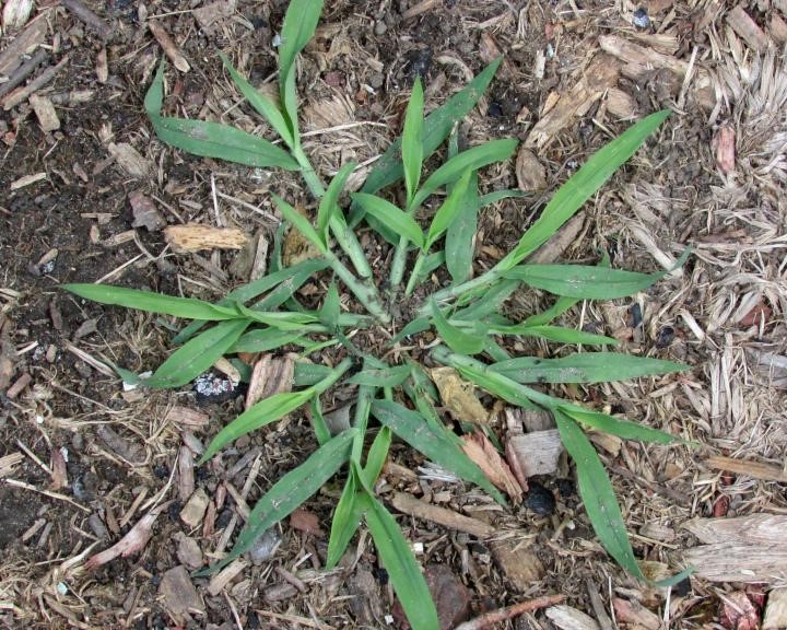 How To Control Crabgrass