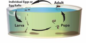 mosquito life cycle