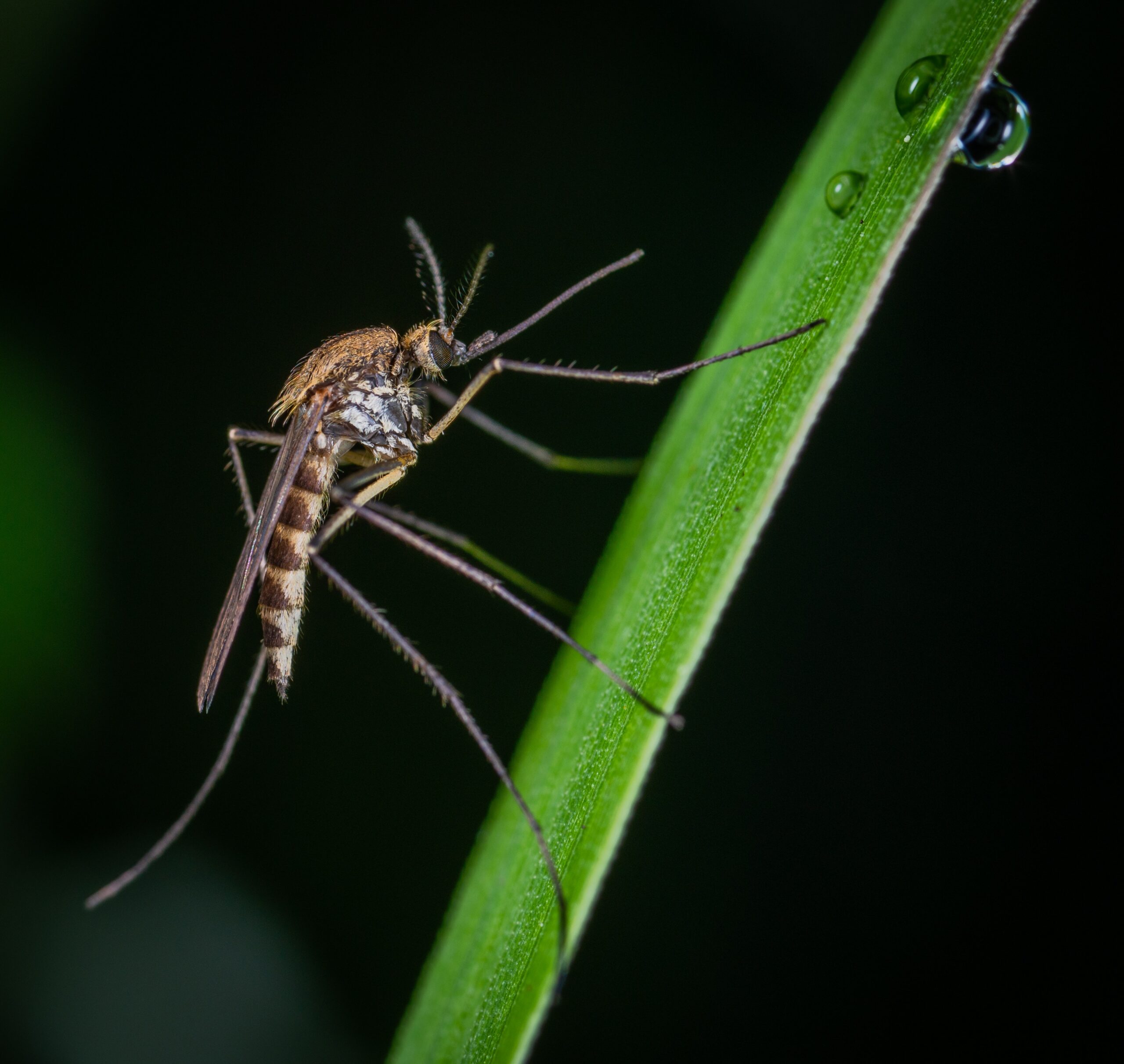How To Control Mosquitoes