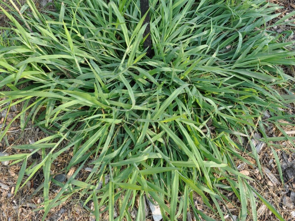 How To Control Crabgrass Landscaping