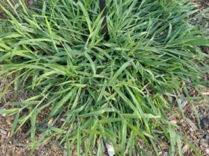 smooth crabgrass